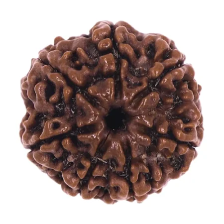 7 Mukhi Rudraksha