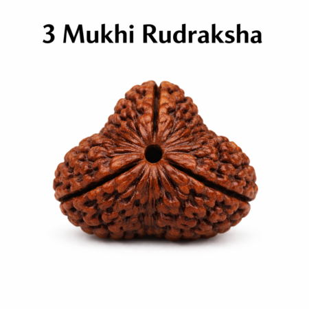 3 Mukhi Rudraksha