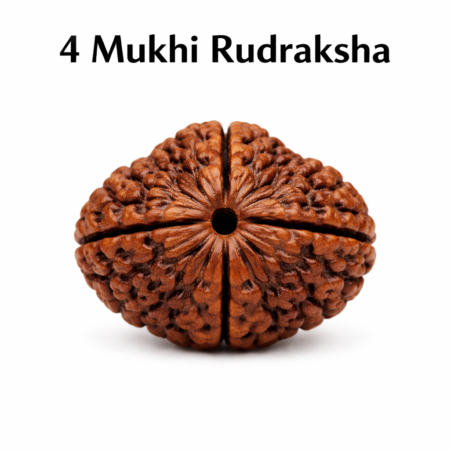 4 Mukhi Rudraksha