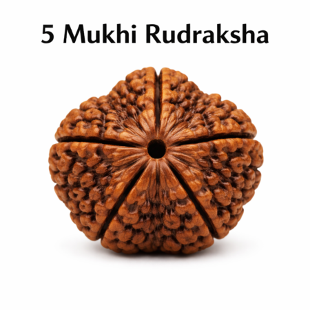 5 Mukhi Rudraksha