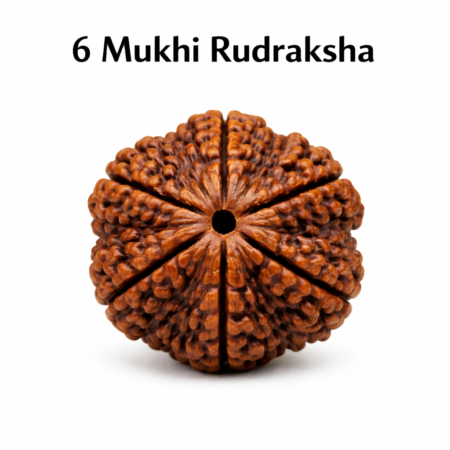 6 Mukhi Rudraksha