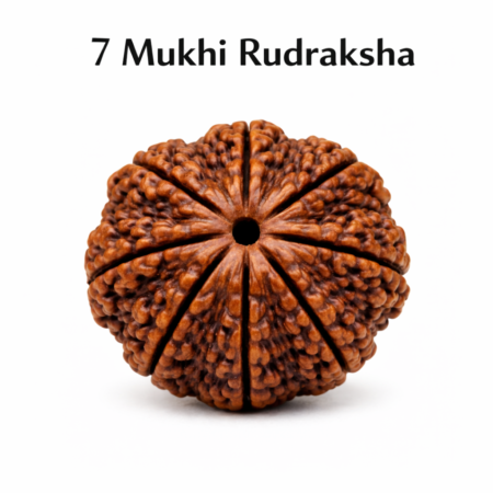 7 Mukhi Rudraksha