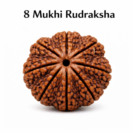 8 Mukhi Rudraksha