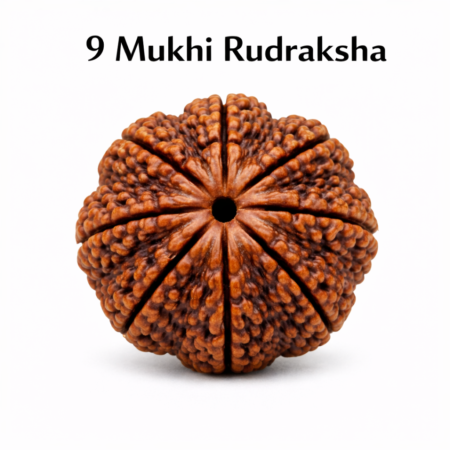 9 Mukhi Rudraksha