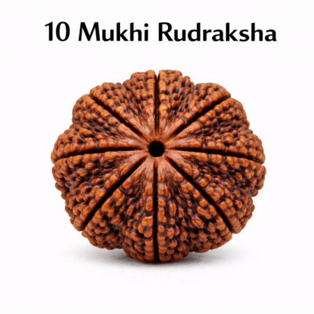 10 Mukhi Rudraksha