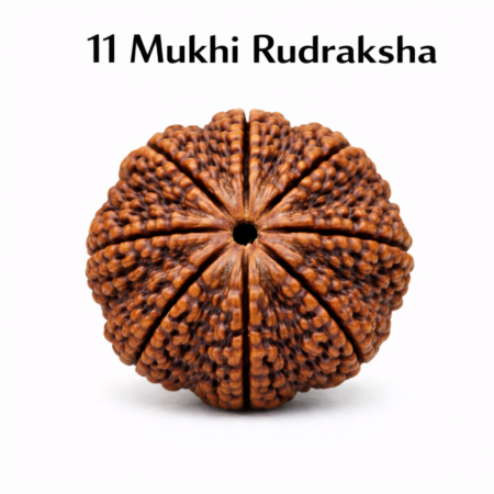 11 Mukhi Rudraksha