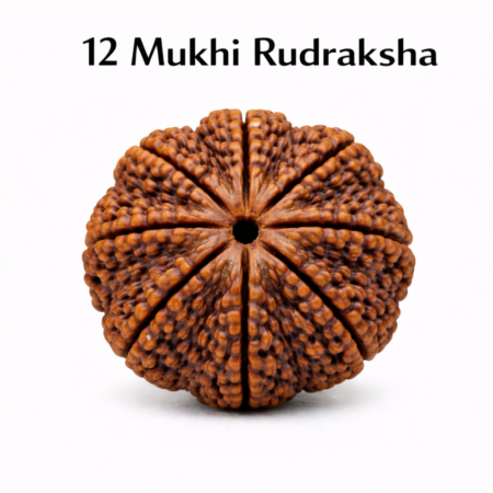 12 Mukhi Rudraksha