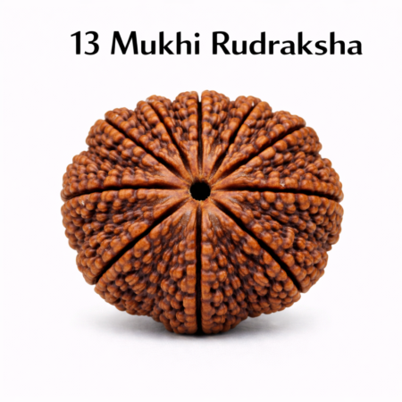 13 Mukhi Rudraksha