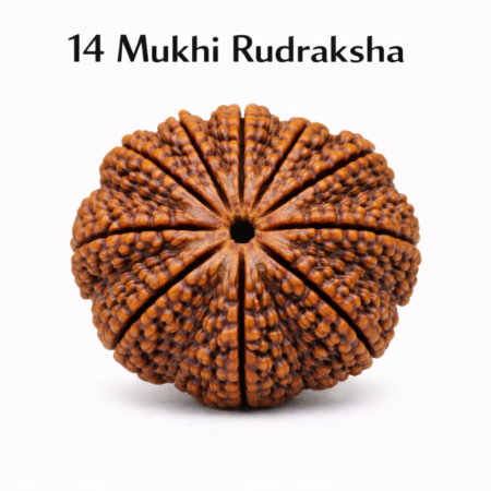 14 Mukhi Rudraksha