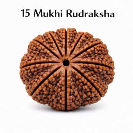 15 Mukhi Rudraksha