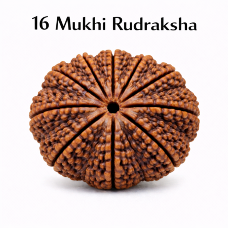 16 Mukhi Rudraksha