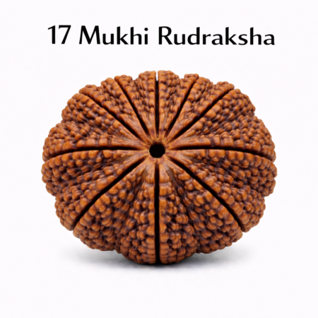 17 Mukhi Rudraksha