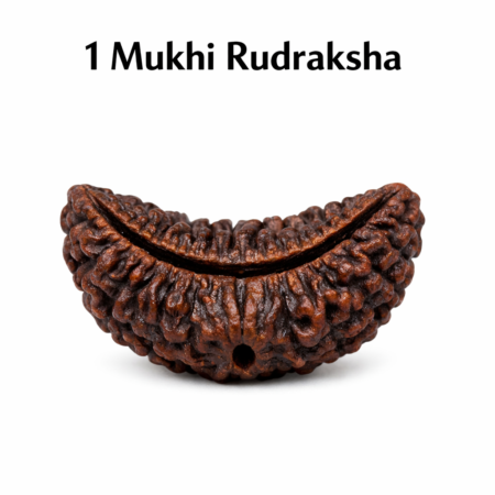 1 Mukhi Rudraksha