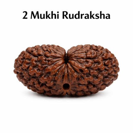 2 Mukhi Rudraksha