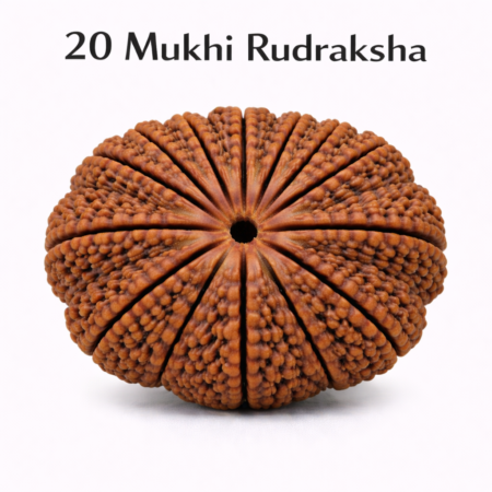 20 Mukhi Rudraksha