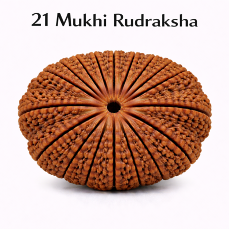 21 Mukhi Rudraksha