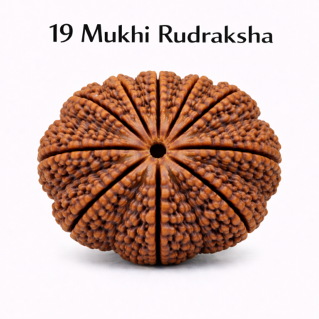 19 Mukhi Rudraksha